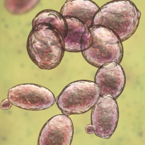 Yeast & Nutrients